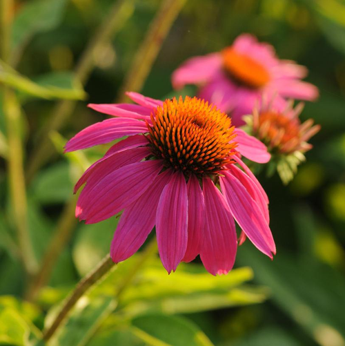 Pow Wow Wildberry Coneflower