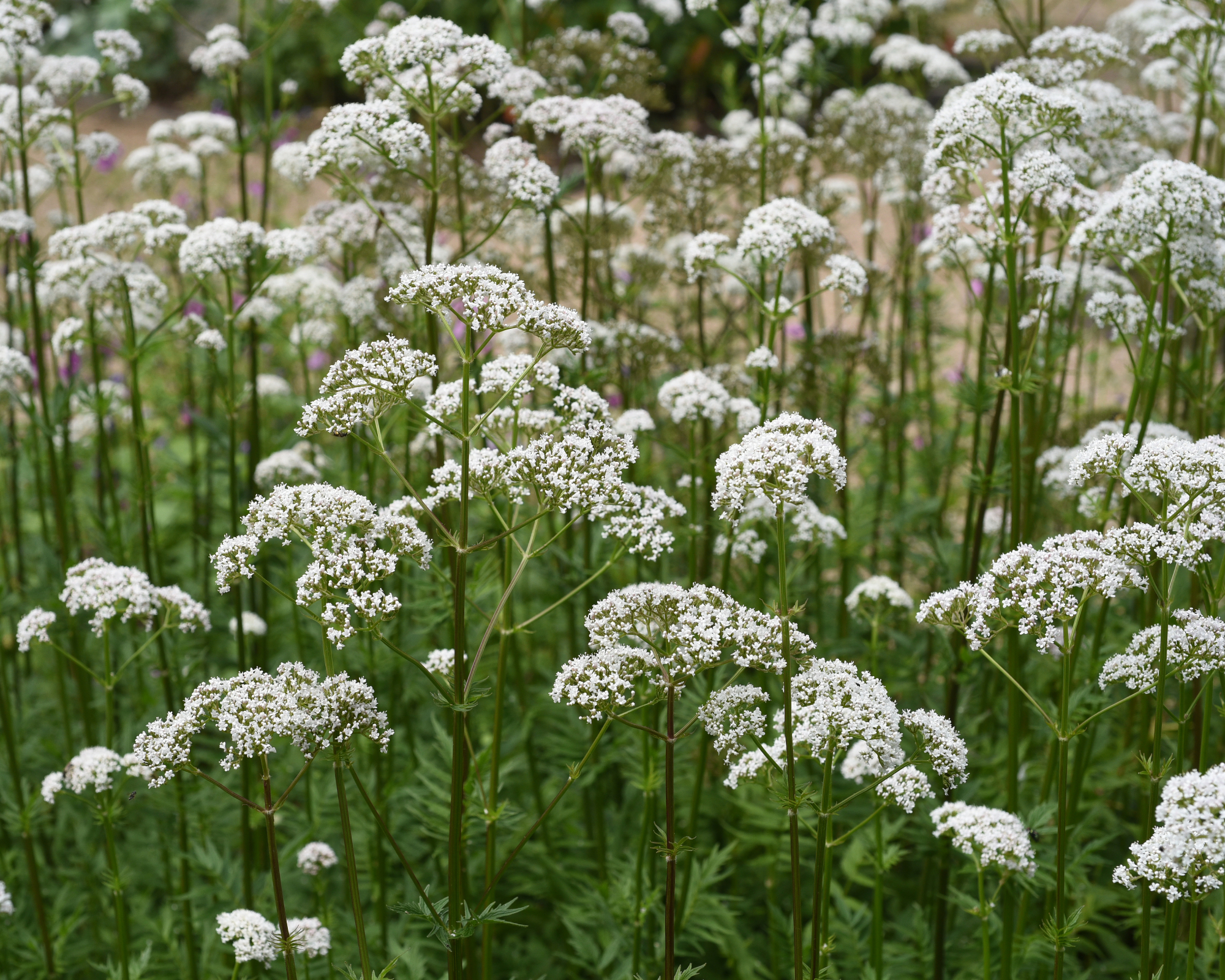 common valerian or valerian officinalis growing in a garden with tall stems and white flower clusters