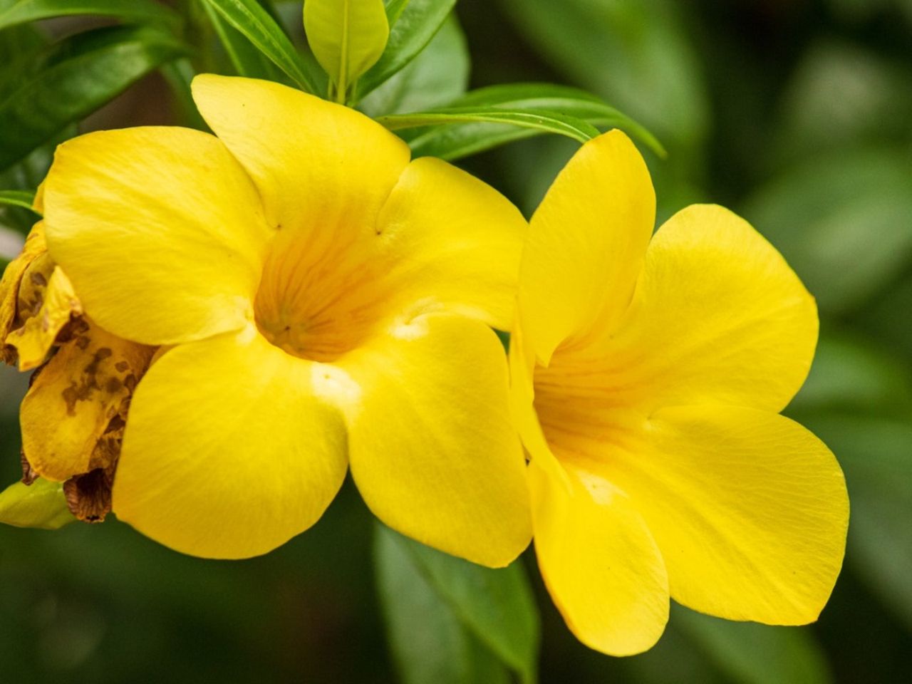 Allamanda Golden Trumpets