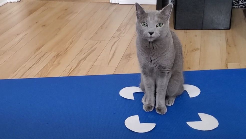 Ash the cat sits in a ... box? Nope, it's a Kanizsa square.