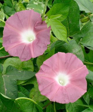morning glory Japanese Early Call Chocolate in bloom