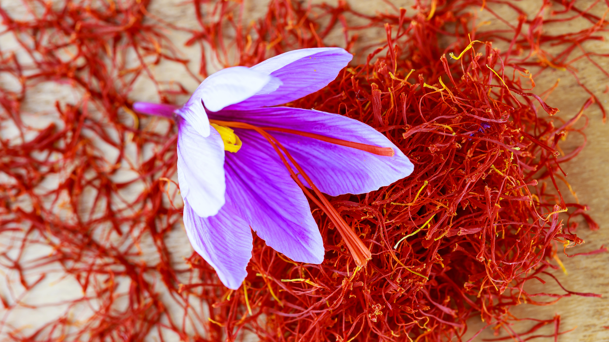 Saffron stigmas scattered on a wooden surface. Saffron crocus flowers. Flowering saffron sativus.