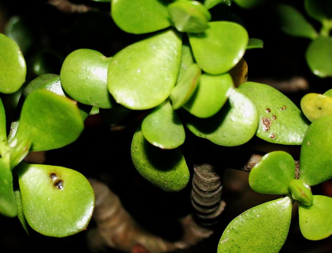 Jade Plant With Black Spots On Leaves