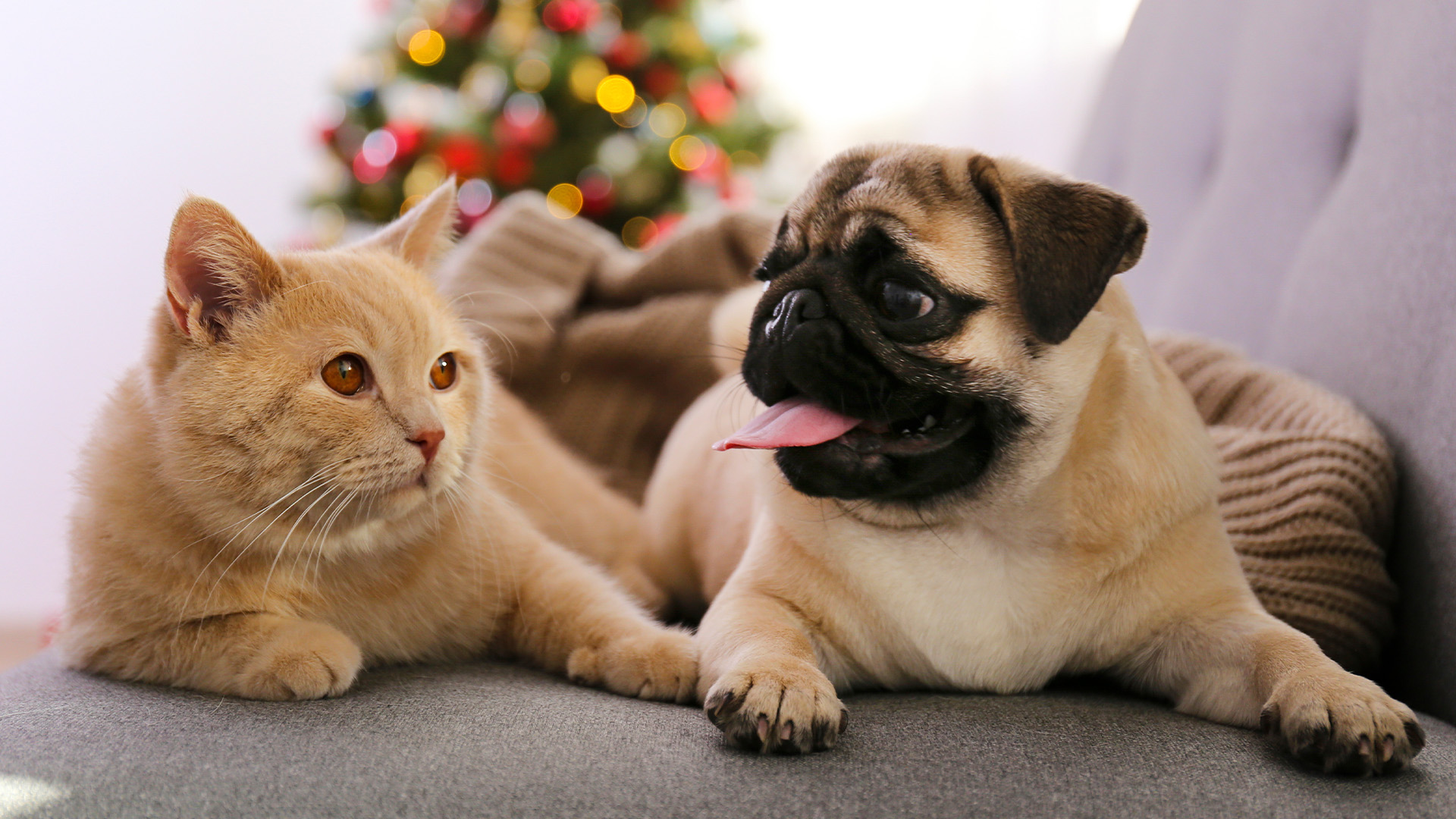 Cat and pug on couch