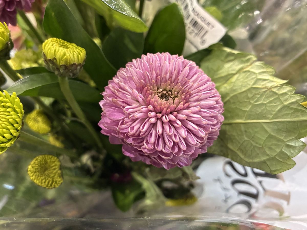 Apple iPhone 16e macro sample.