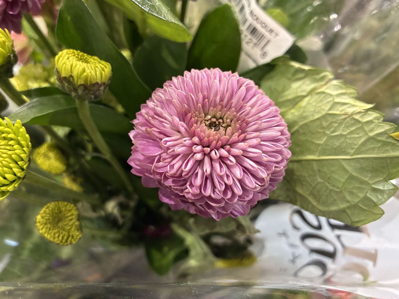 Apple iPhone 16e macro sample.