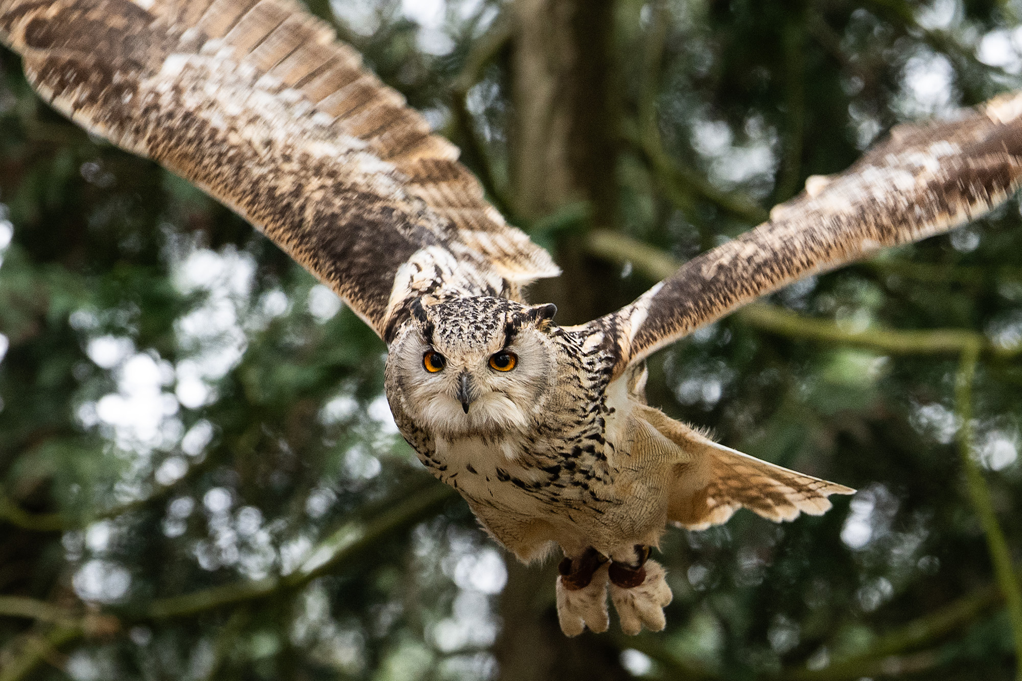 Eagle owl in flight