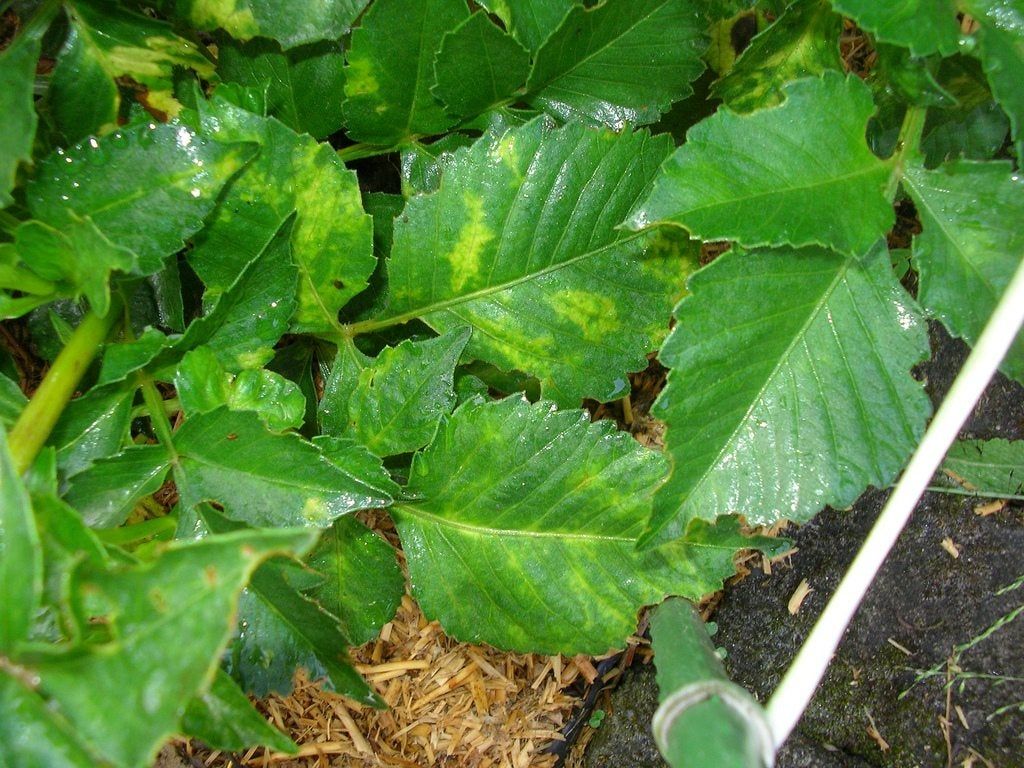 Green Dahlia Leaves Turning Yellow