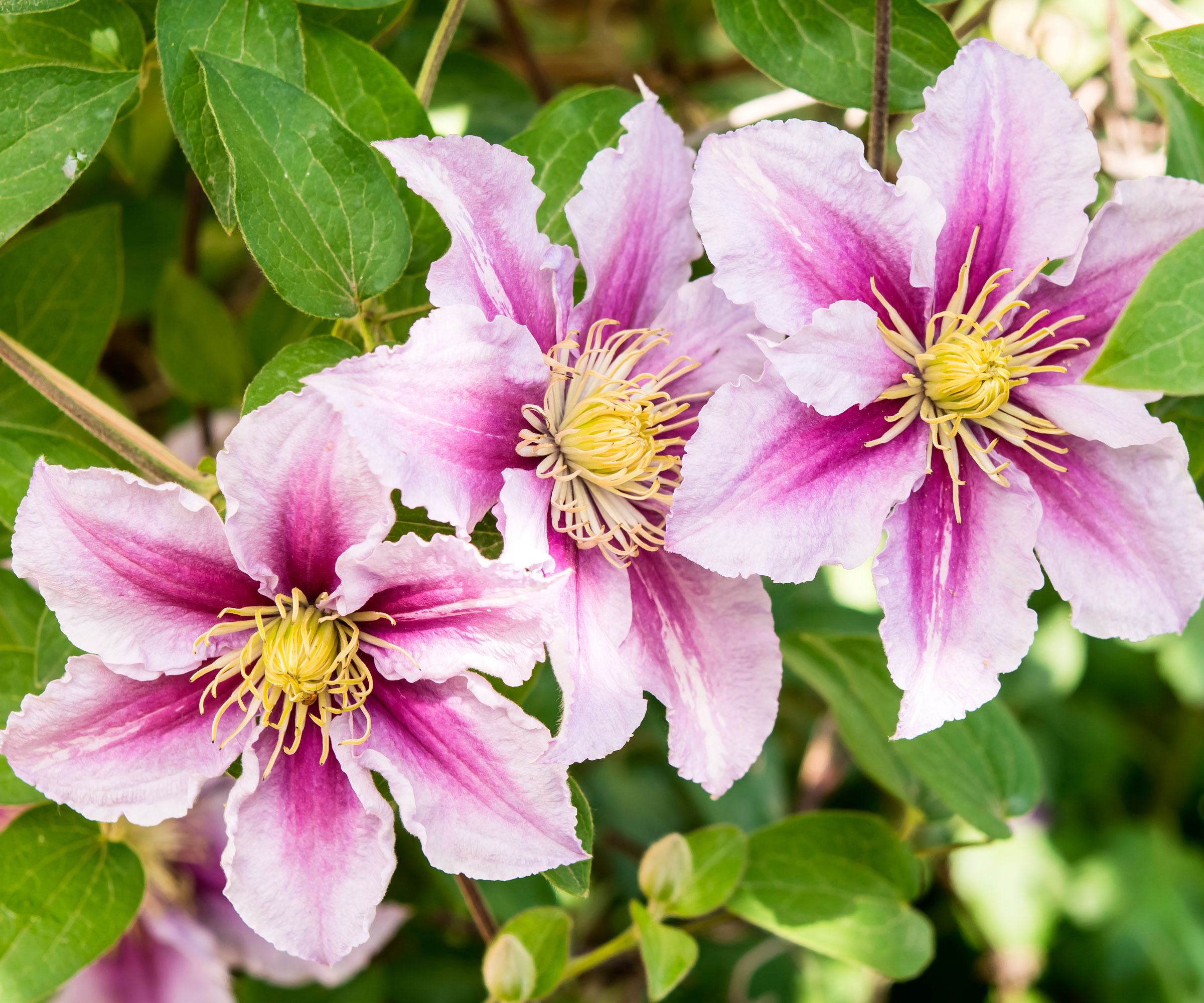 clematis Nelly Moser plant with large pink and burgundy flower heads