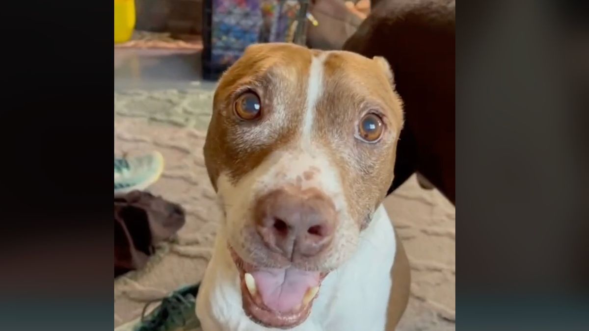 Pit Bull who almost died of broken heart falls in love with new canine ...