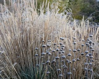 A border of ornamental grasses and Phlomis covered in frost