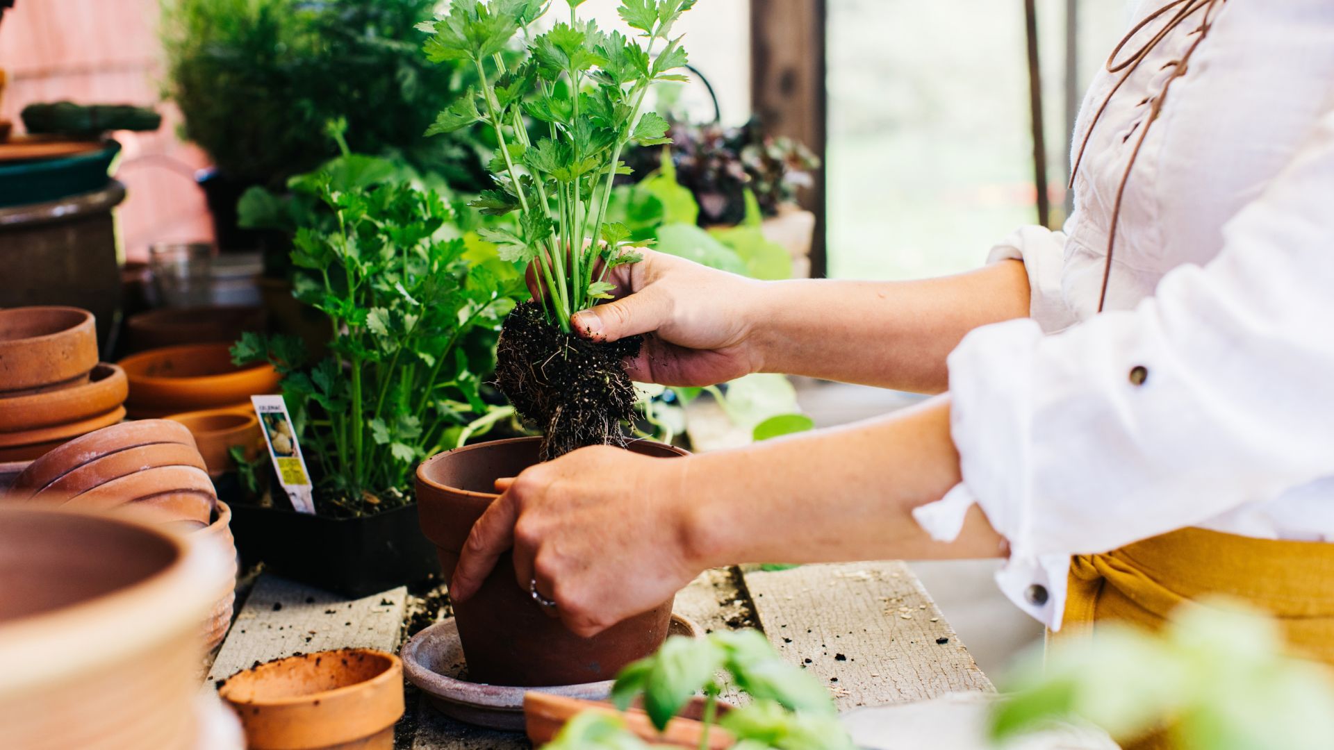 picture of woman in greenhouse repotting garden plant
