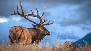 American elk in field