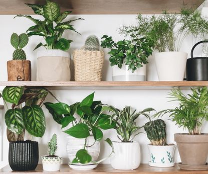 best air-cooling houseplants: 5 that keep your home cool | Homes & Gardens