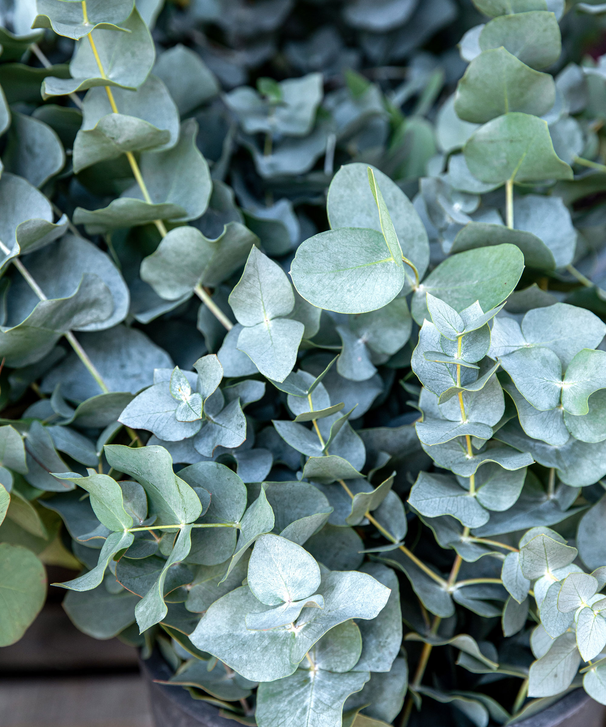 silver dollar plant showing silver blue leaves