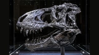 THE “TRISTAN OTTO” TYRANNOSAURUS REX SKULL THAT WAS EXAMINED BY RESEARCHERS