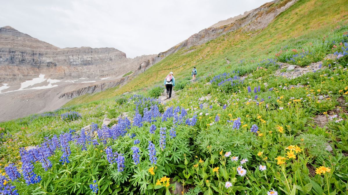 Two female hikers walk past a group of wildflowers on a hike up the Timpooneke Trail on Mt. Timpanogos, UT