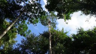 The Rainforest Connection