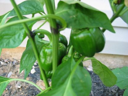 Black Joints On Pepper Plant