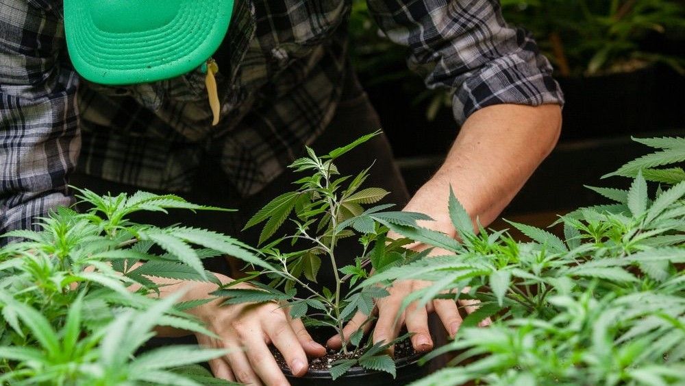 A farmer puts his marijuana plant into soil