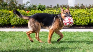 Joe Biden&#039;s dog Commander with ball in his mouth on White House lawn