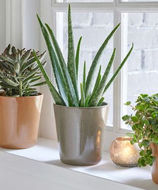 houseplants in winter with candle