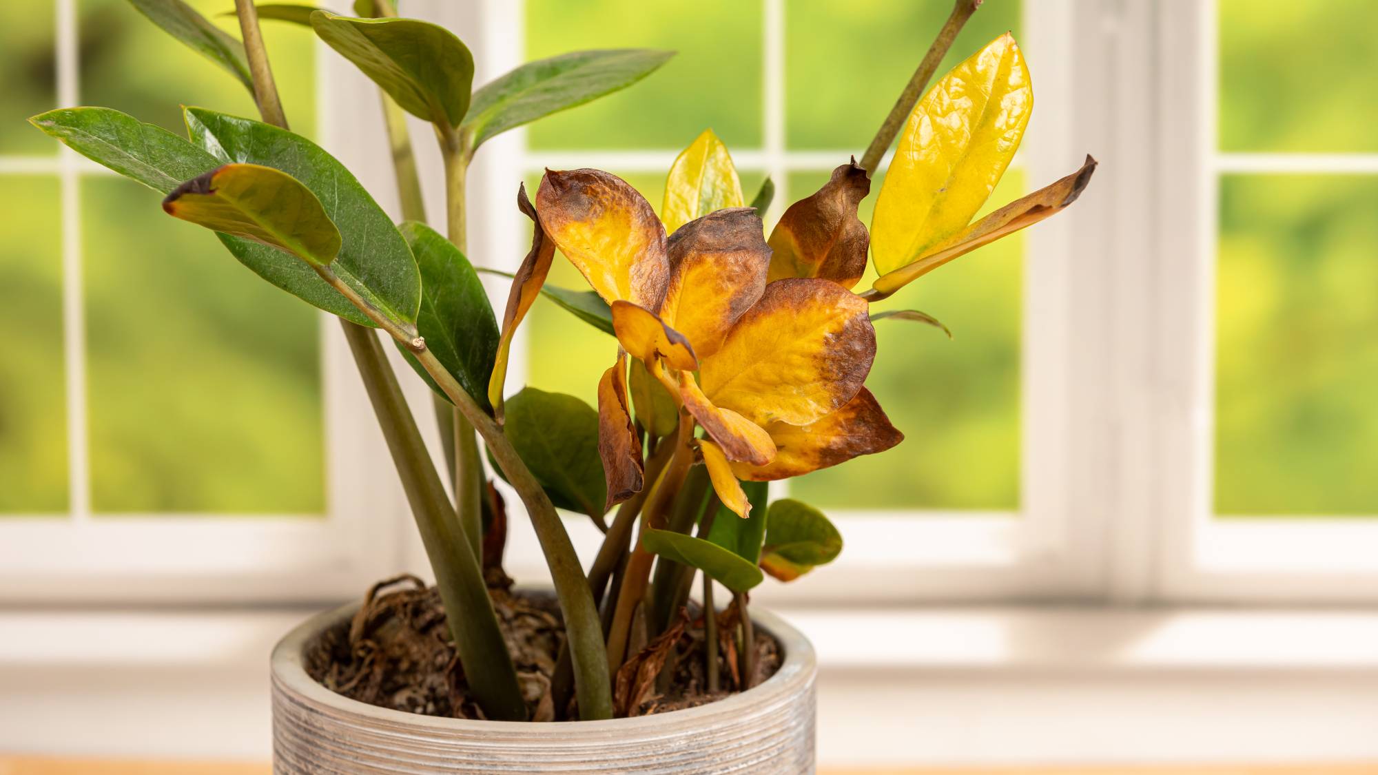Diseased zz plant with yellow leaves