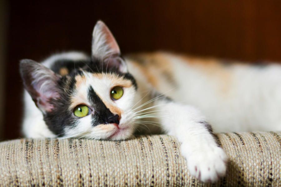 Watch kittens frolic in America&amp;#039;s first cat cafe