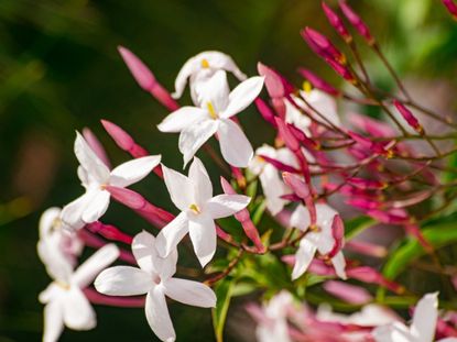 Jasmine flowers