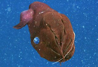 This close-up view shows a vampire squid using its arms to scrape food off of one of its filaments.