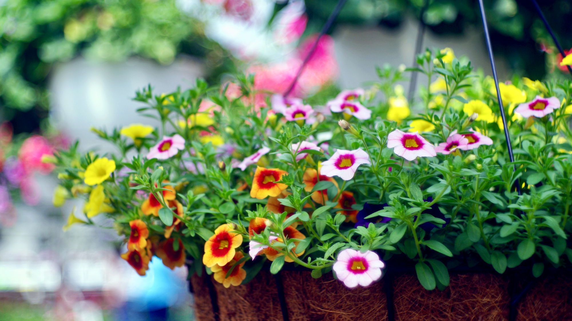 colorful pink, yellow and orange flowers growing in a hanging basket