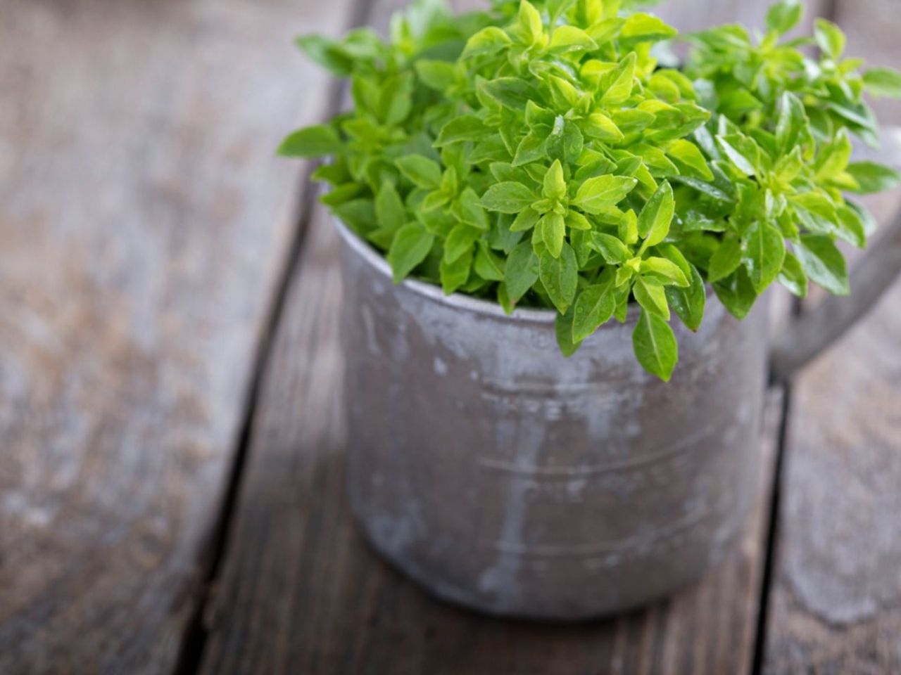 Potted Spicy Globe Bush Basil Plant