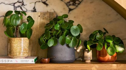 An arched wood kitchen shelf with a set of three Chinese money plants in ceramic glazed and unglazed planters against a stone backsplash