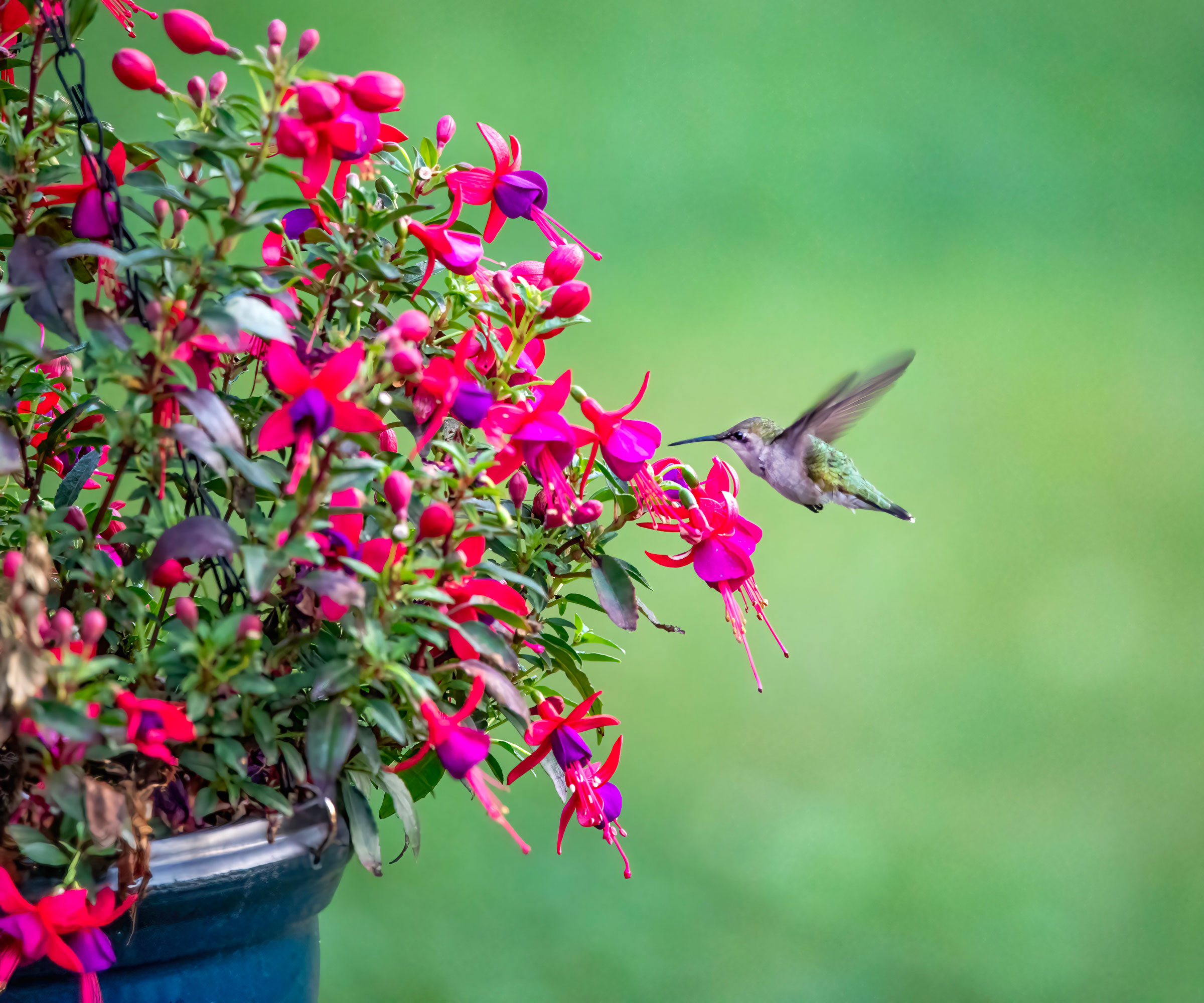 hummingbird hovering near container full of fuchsia flowers in bloom