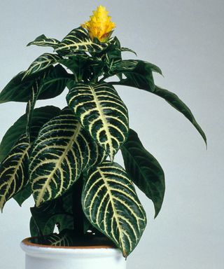 potted zebra plant with yellow flower and white background