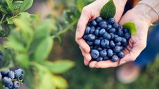 A gardener's hands full of freshly-harvested blueberries
