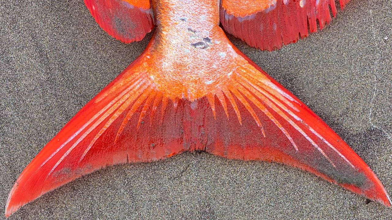 A close up of the opah's tail.