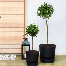 Two bay trees in pots beside wooden front door