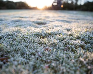 A frosty lawn