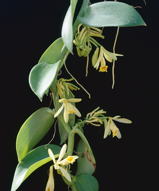 Flower of vanilla orchid vine
