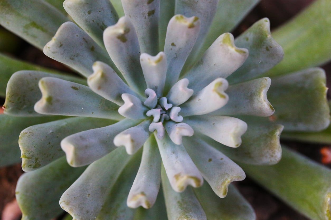 Irish Mint Succulent