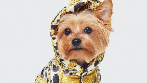 Dog, Canidae, Mammal, Dog clothes, Yorkshire terrier, Dog breed, Carnivore, Puppy, Companion dog, Terrier, 