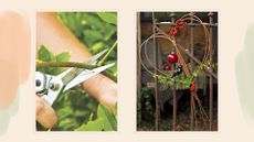 Composite image of a person pruning wisteria with a heart-shaped twig wreath