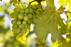 Bacchus grapes on a vine
