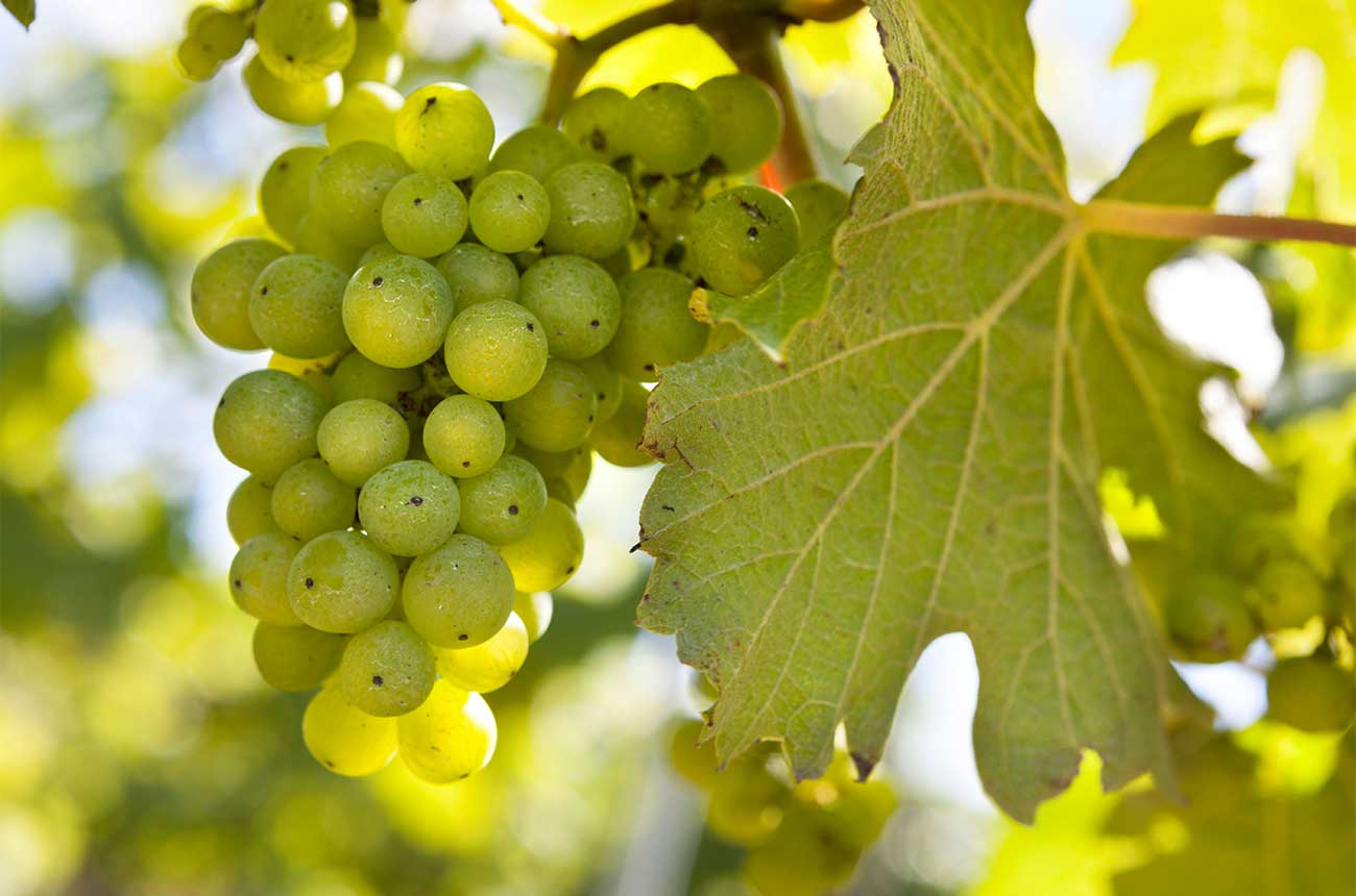 Bacchus grapes on a vine