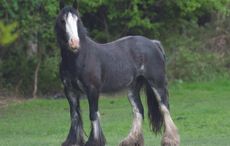fly-grazing-2.jpg