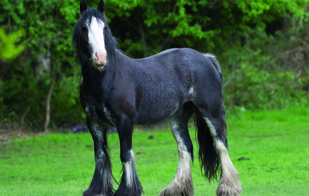 fly-grazing-2.jpg