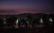 grapes picked at night