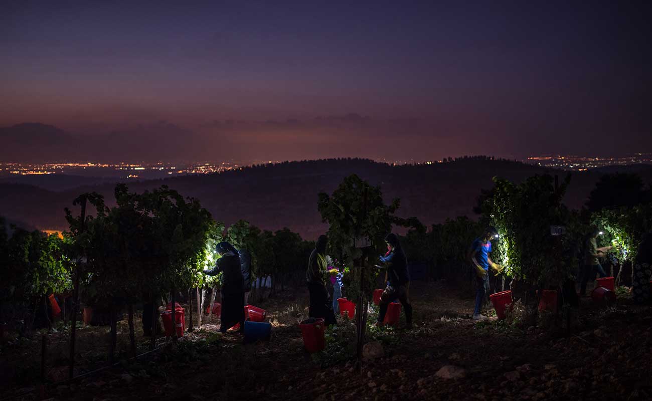 grapes picked at night