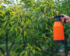 Peach trees being sprayed from an orange bottle 
